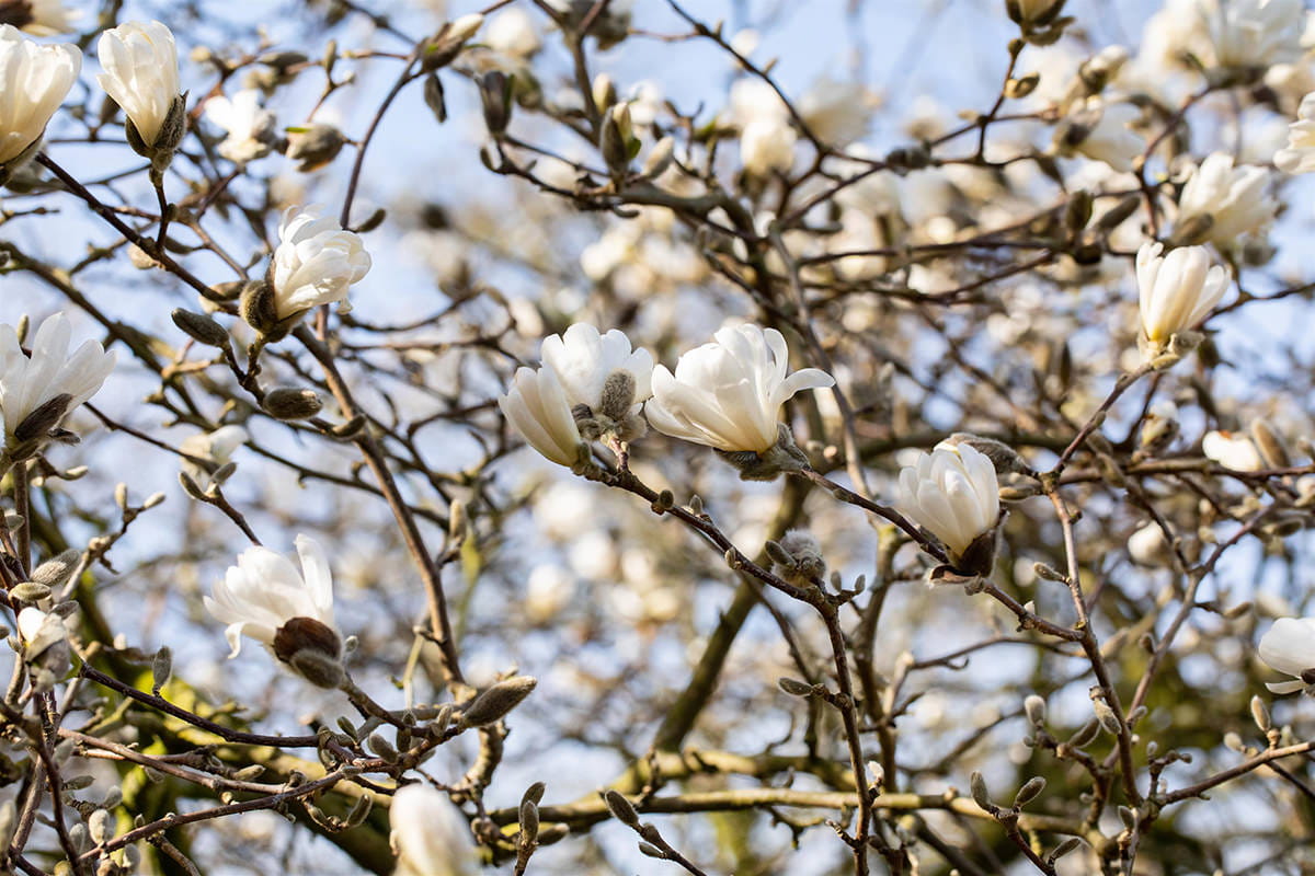 Sternmagnolie • Magnolia stellata Ansicht 9