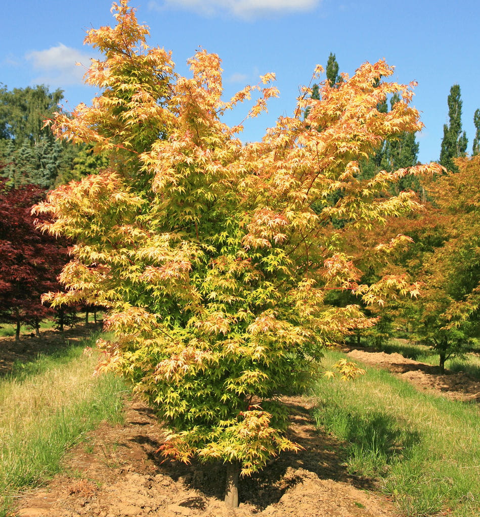 Fächerahorn 'Katsura' • Acer palmatum 'Katsura' Ansicht 3