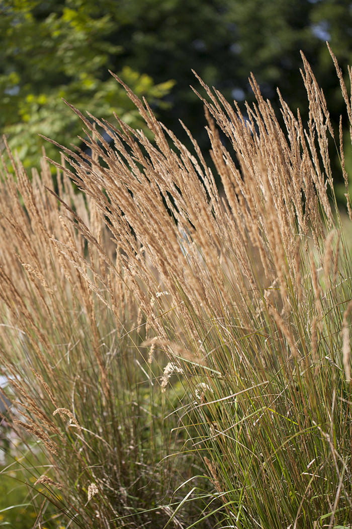 Reitgras 'Karl Förster' • Calamagrostis x acutiflora 'Karl Förster' Ansicht 1