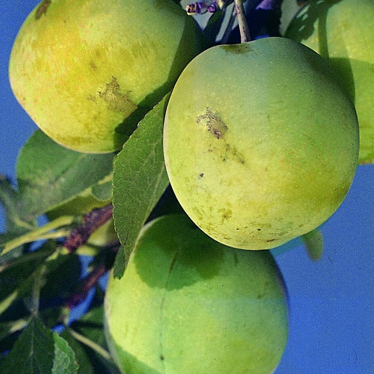Pflaume 'Ontario' • Prunus domestica 'Ontario' Ansicht 1