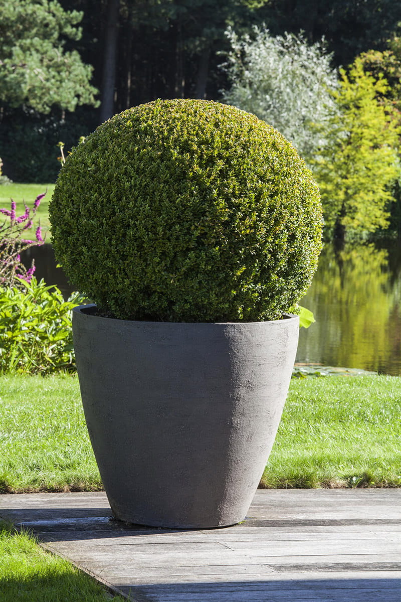 Buchsbaum 'Arborescens', Kugel online kaufen
