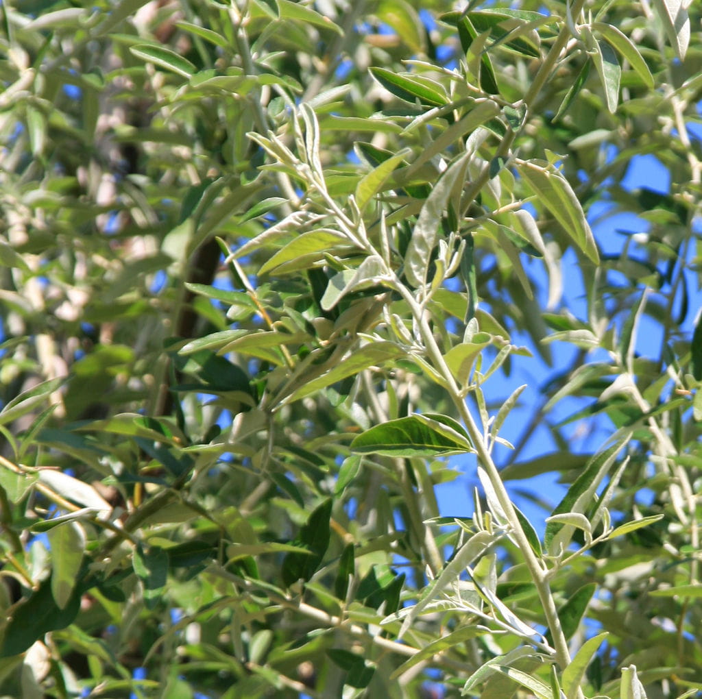 Schmalblättrige Ölweide • Elaeagnus angustifolia Ansicht 5
