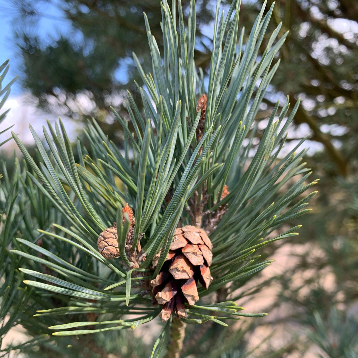 Silberkiefer • Pinus sylvestris 'Watereri' Ansicht 3
