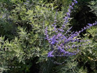 Blauraute, Silberbusch • Perovskia abrotanoides Ansicht 2