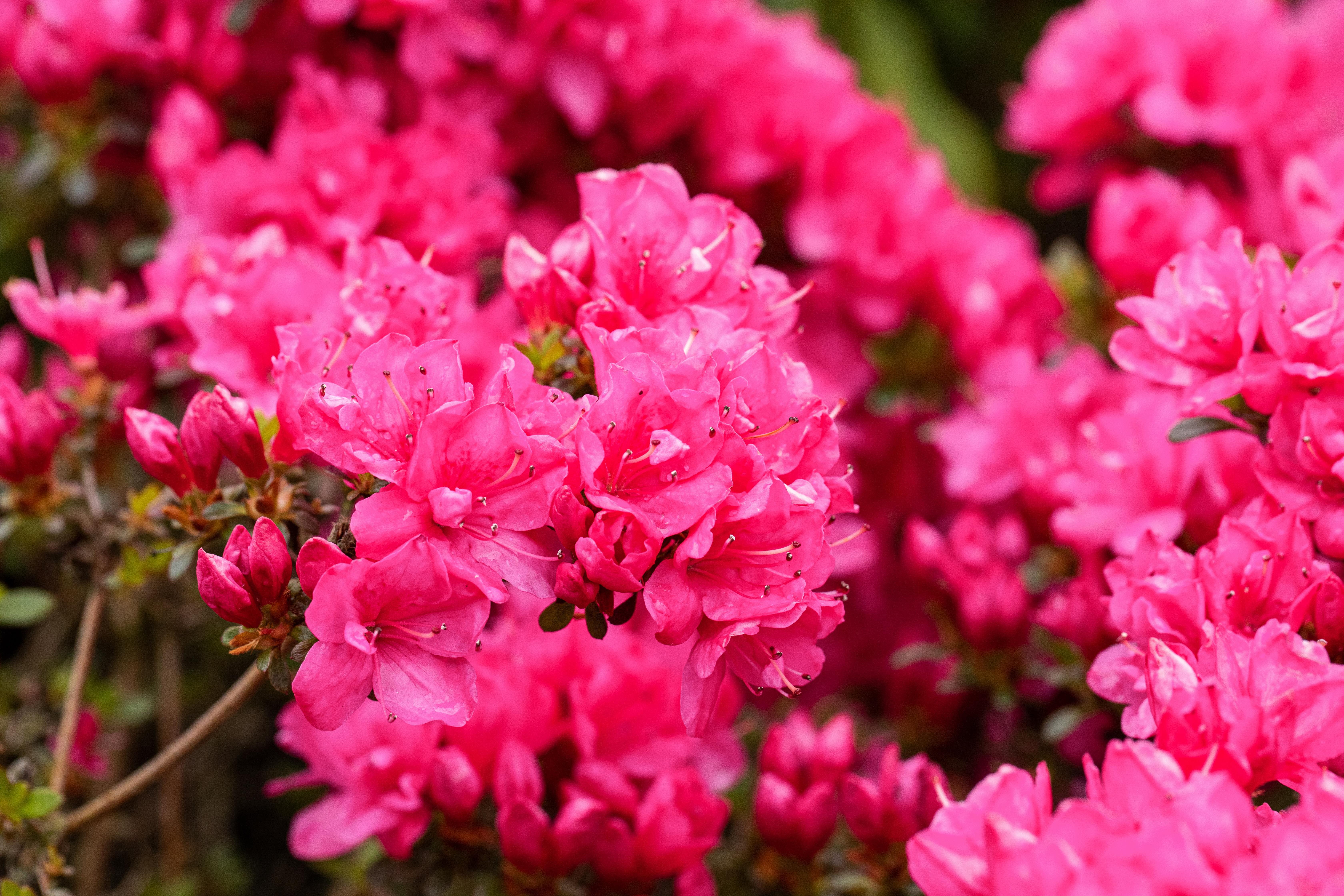 Japanische Azalee 'Labe' • Rhododendron obt. 'Labe' Ansicht 1