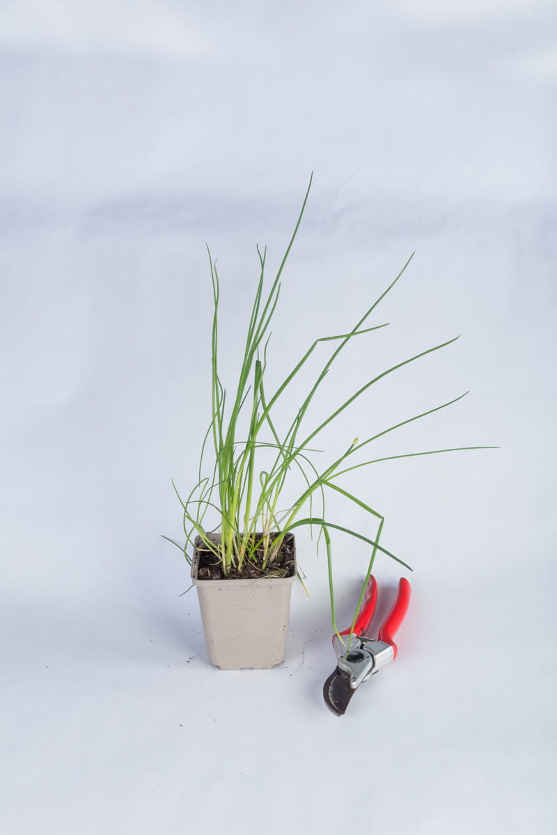 Schnittlauch • Allium schoenoprasum