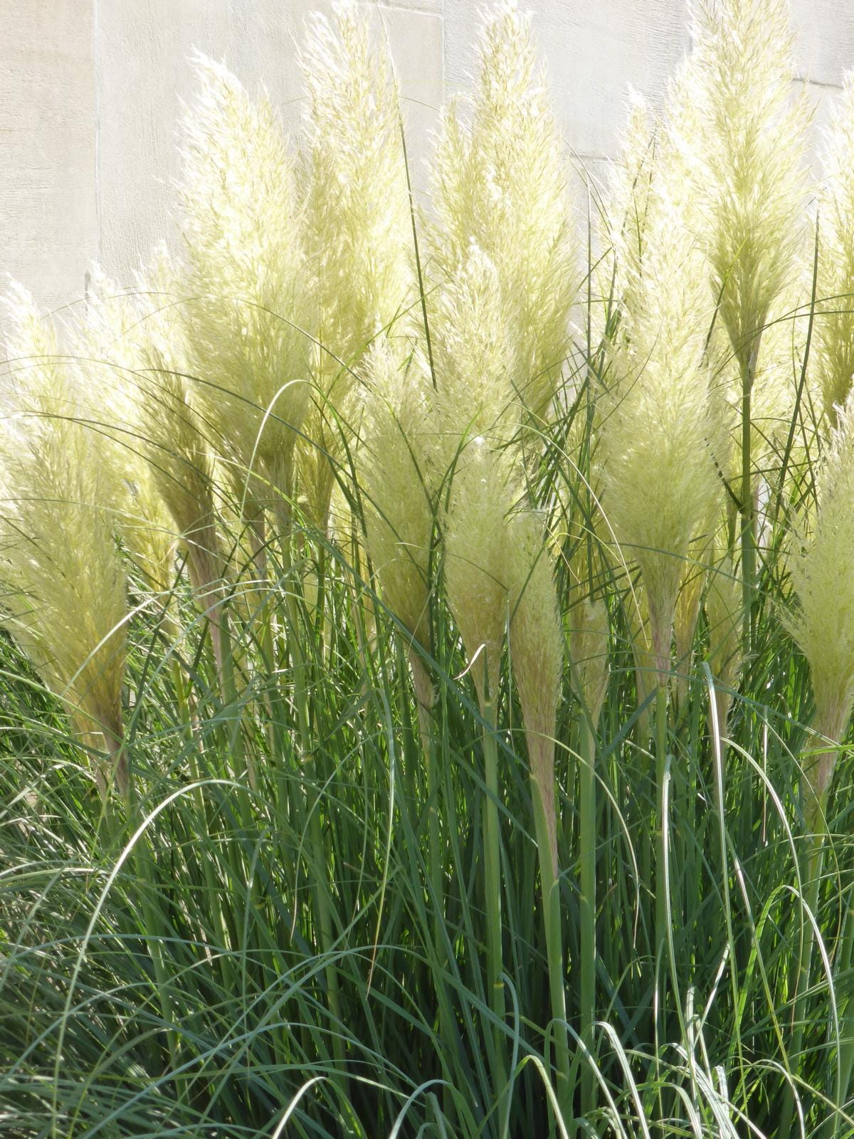 Pampasgras 'Sunningdale Silver' • Cortaderia selloana 'Sunningdale Silver'