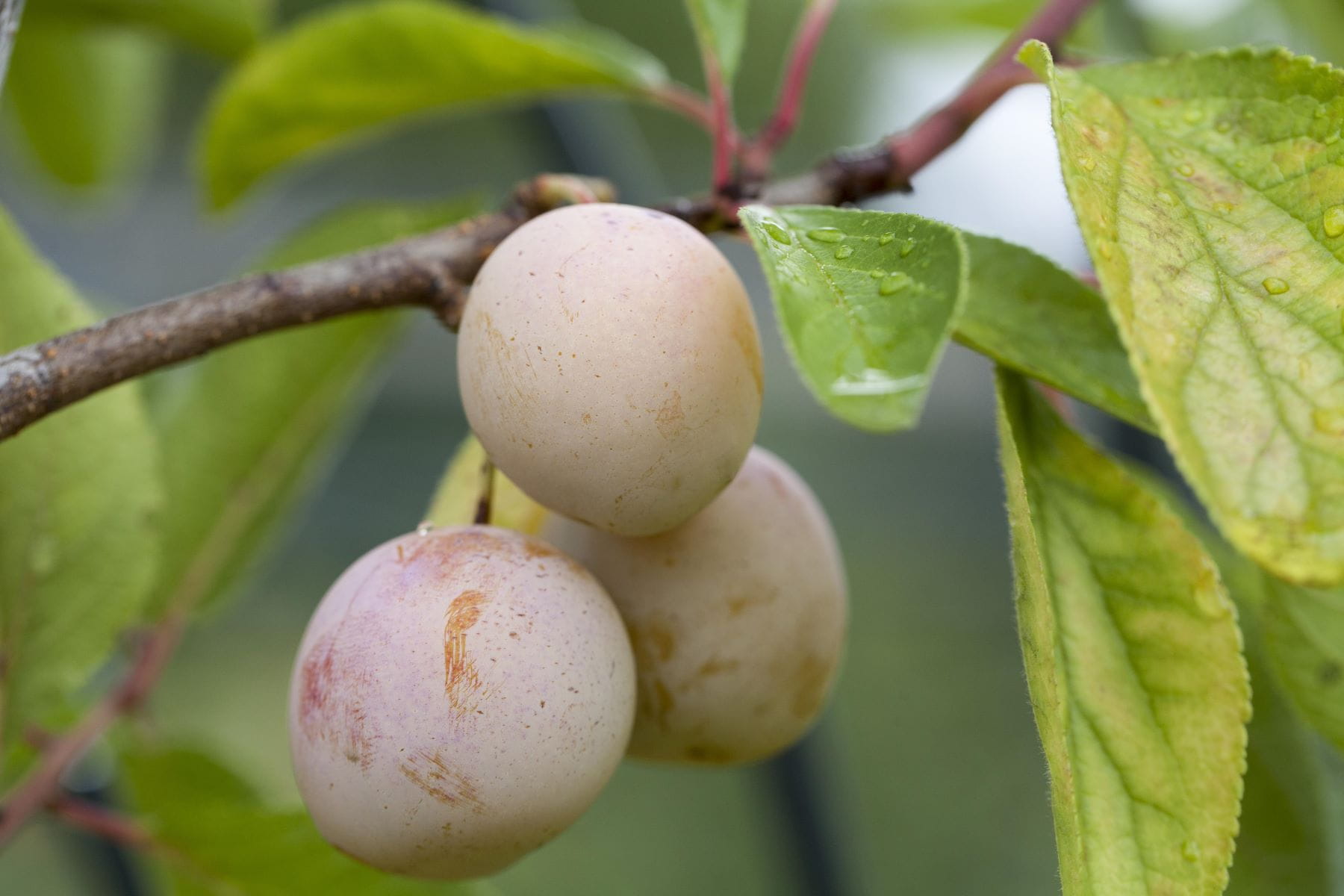 Reneklode 'Oullins Reneklode' • Prunus domestica 'Oullins Reneklode'