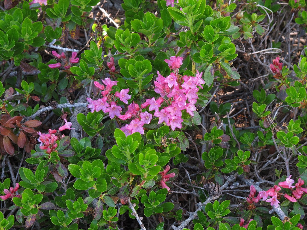 Bewimperte Aplenrose • Rhododendron hirsutum Ansicht 2