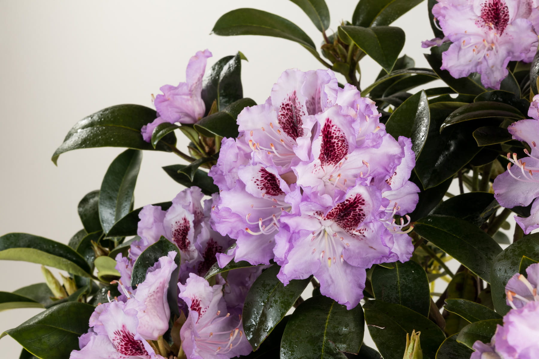 Rhododendron 'Blue Peter' • Rhododendron Hybride 'Blue Peter'