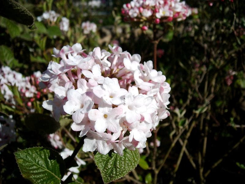 Blütensträucher und Ziergehölze - Wohlriechender Schneeball 'Aurora' • Viburnum carlesii 'Aurora'