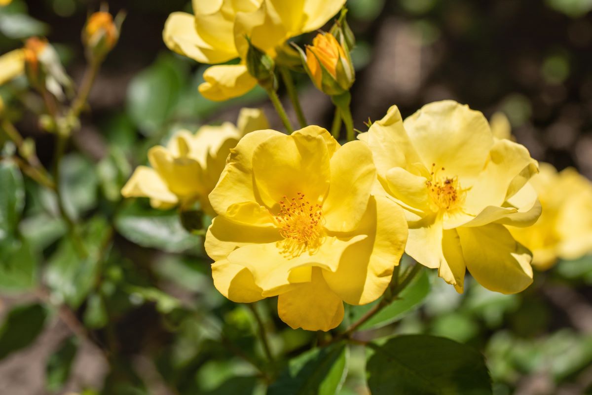 Bodendeckerrose 'Bienenweide'®, gelb • Rosa 'Bienenweide'®, gelb