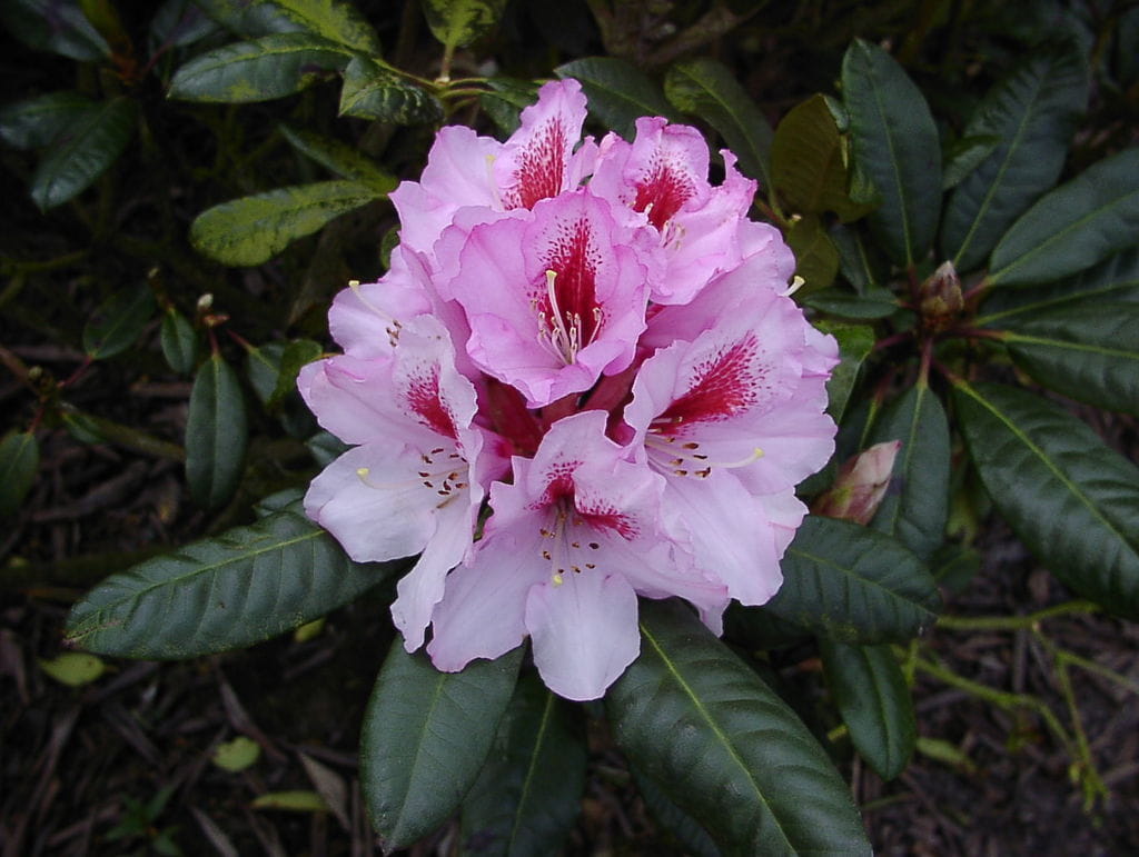 Rhododendron 'Diadem' • Rhododendron Hybride 'Diadem' Ansicht 1