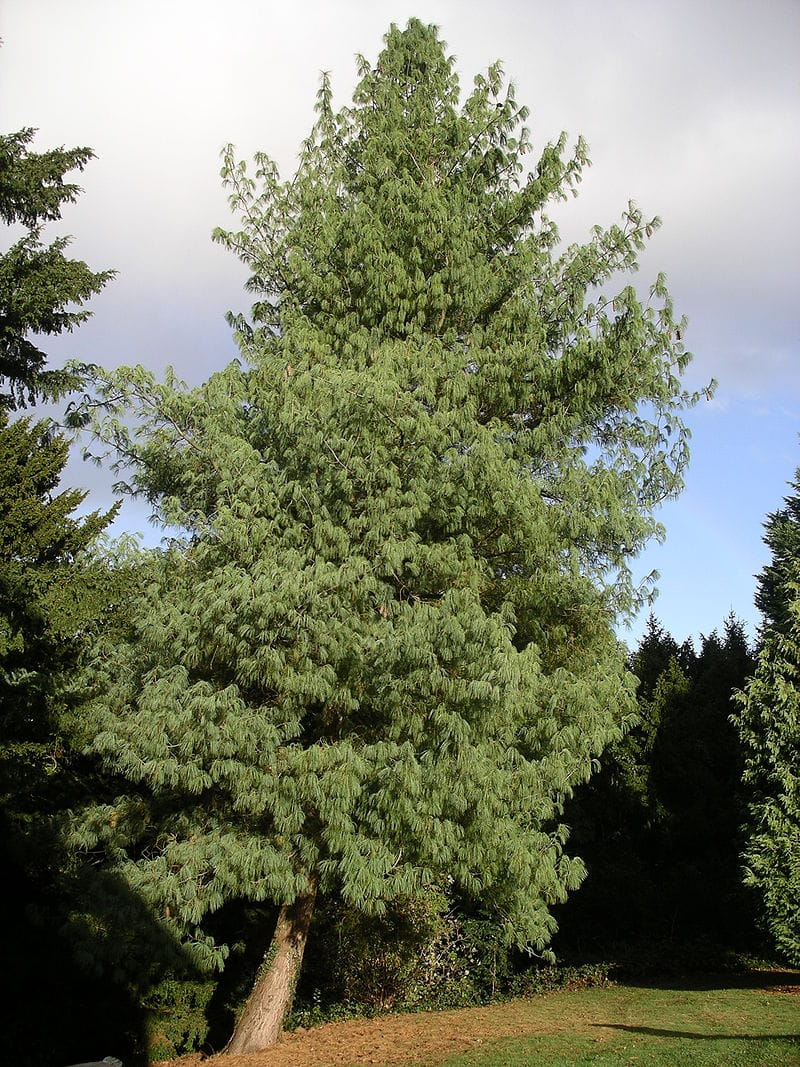 Tränenkiefer • Pinus wallichiana Ansicht 1
