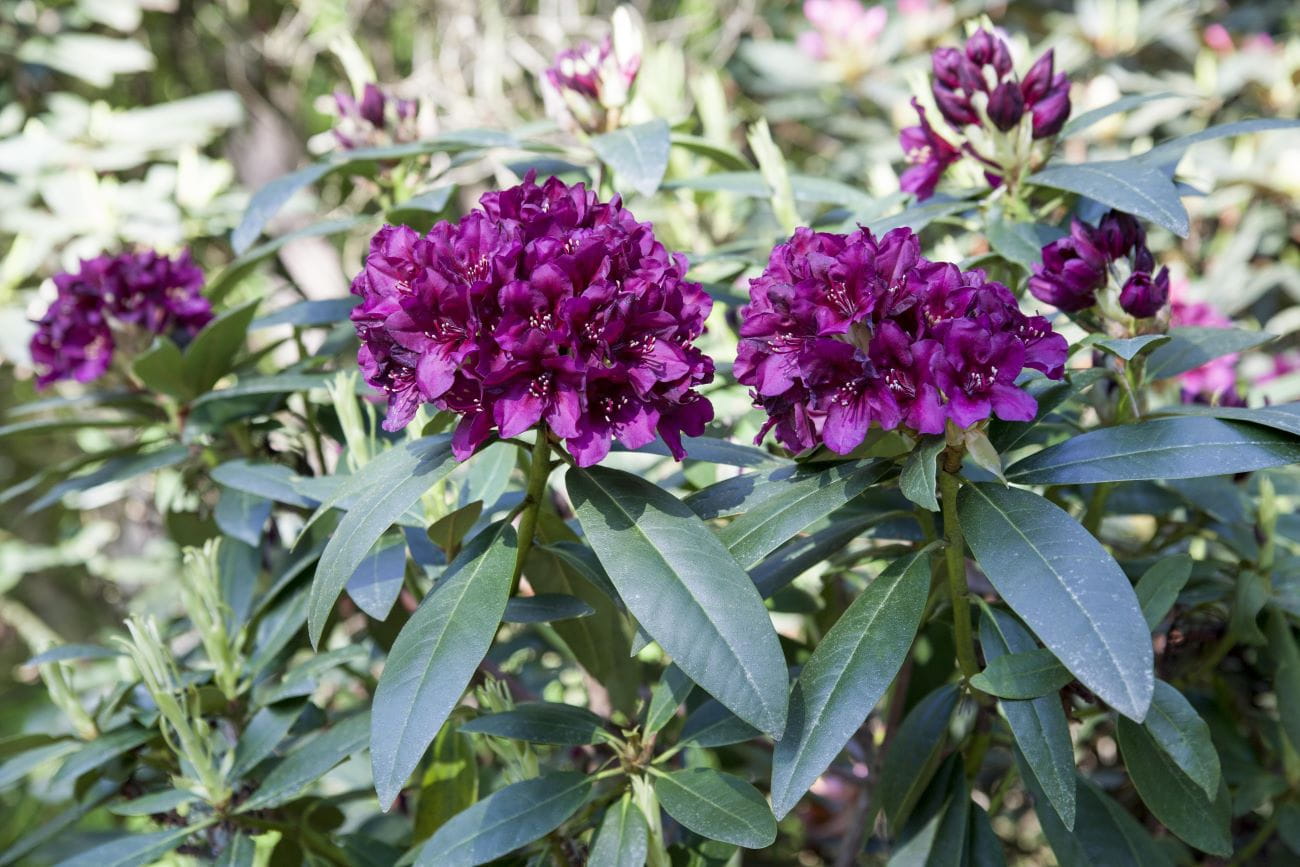 Rhododendron 'Midnight Beauty' • Rhododendron Hybride 'Midnight Beauty' Ansicht 1