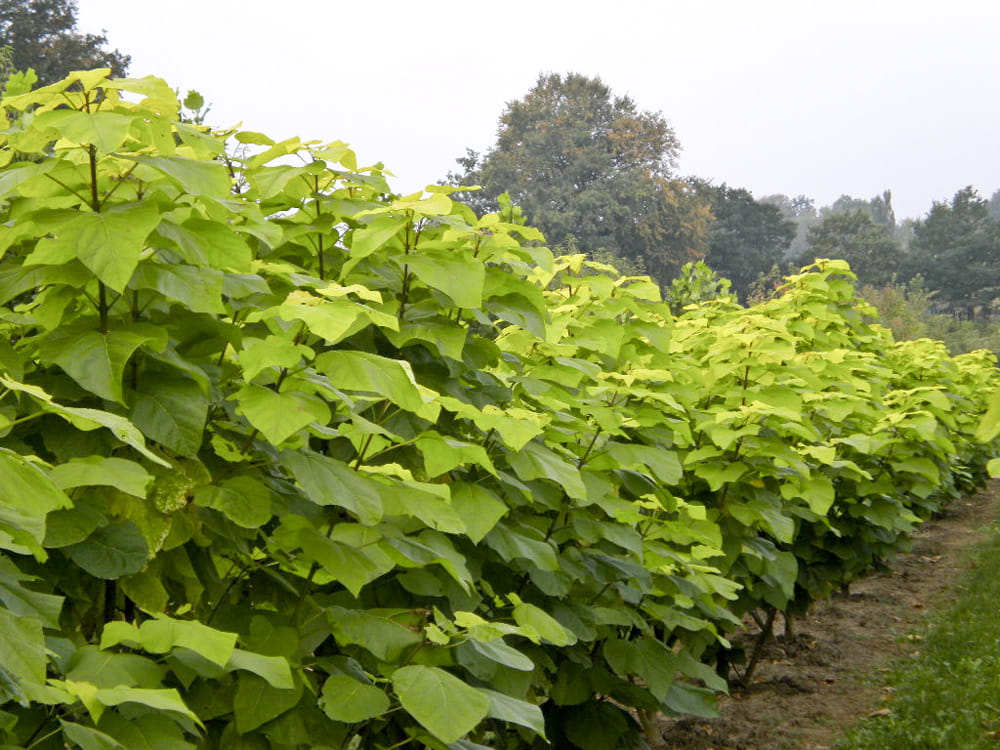 Laubbäume - Trompetenbaum 'Aurea' • Catalpa bignonioides 'Aurea'