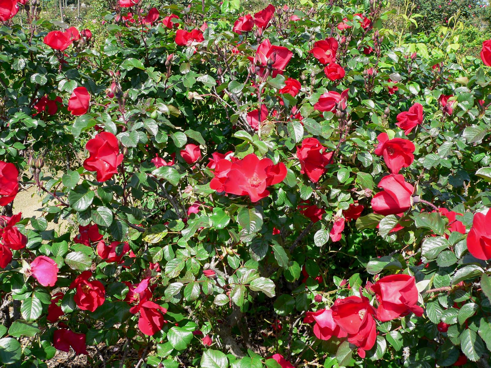 Strauchrose Robusta • Rosa Robusta Ansicht 4