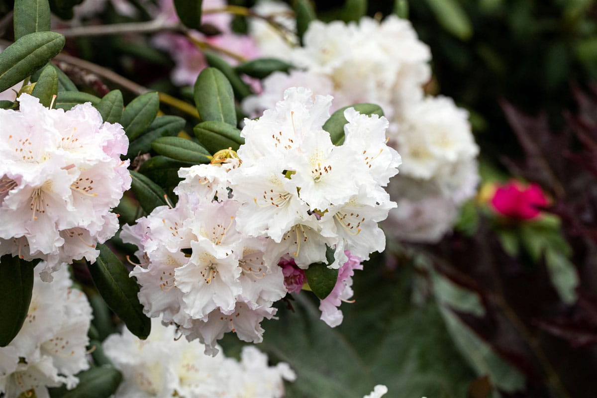 Rhododendron 'Schneewolke' • Rhododendron yakushimanum 'Schneewolke' Ansicht 1