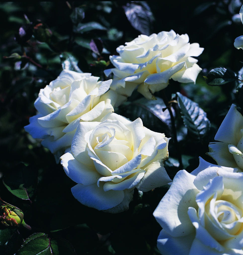 Rose 'Memoire'® • Rosa 'Memoire'® Ansicht 1