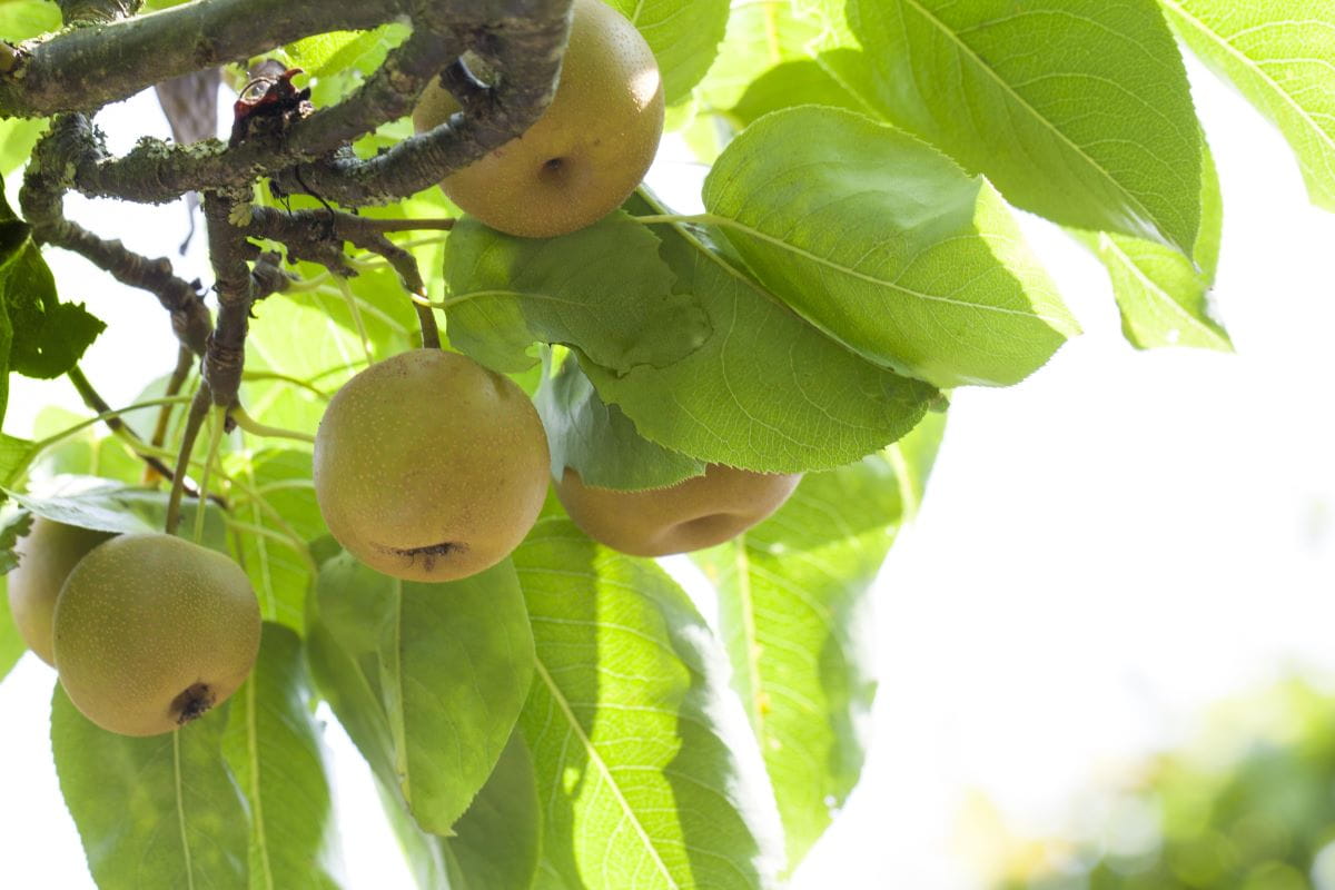 Birne, Nashi Kumoi • Pyrus pyr. Kumoi Ansicht 3 Birne, Nashi Kumoi • Pyrus pyr. Kumoi Ansicht 3