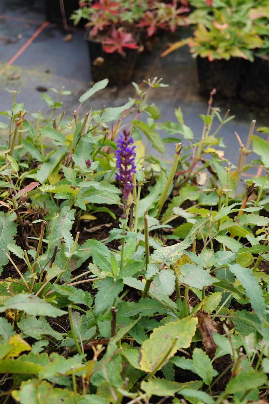 Garten-Blüten-Salbei Wesuwe - Salvia nemorosa Wesuwe Ansicht 8