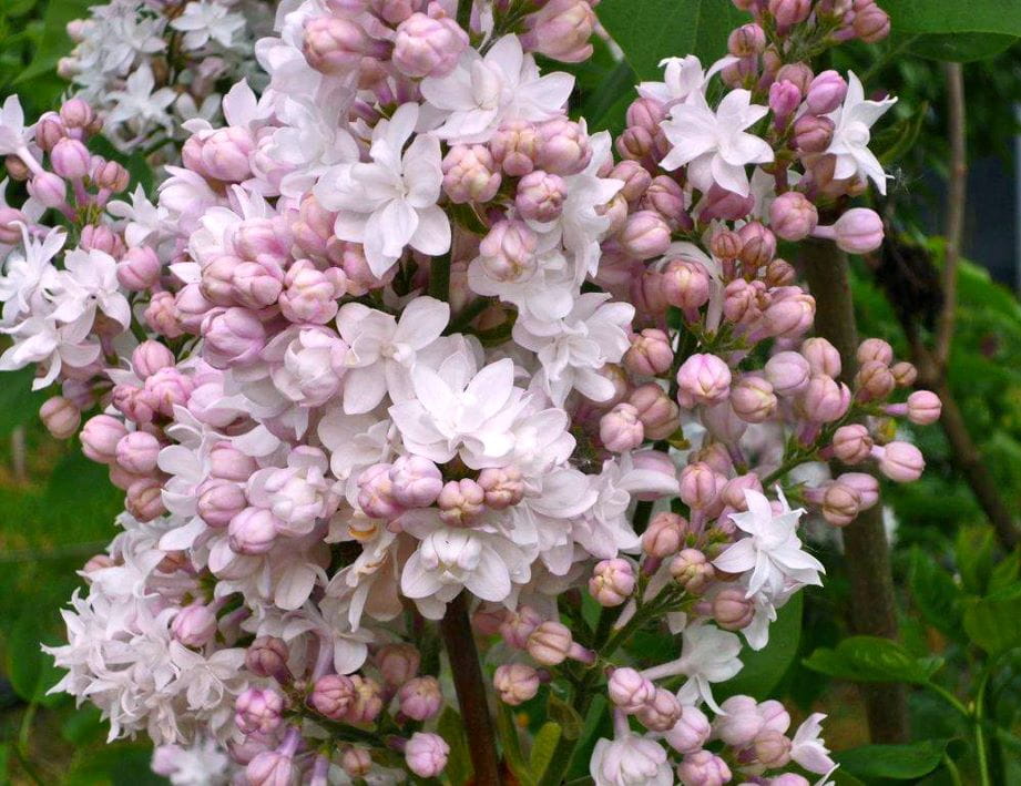 Edelflieder 'Schöne aus Moskau' • Syringa vulgaris 'Schöne aus Moskau'