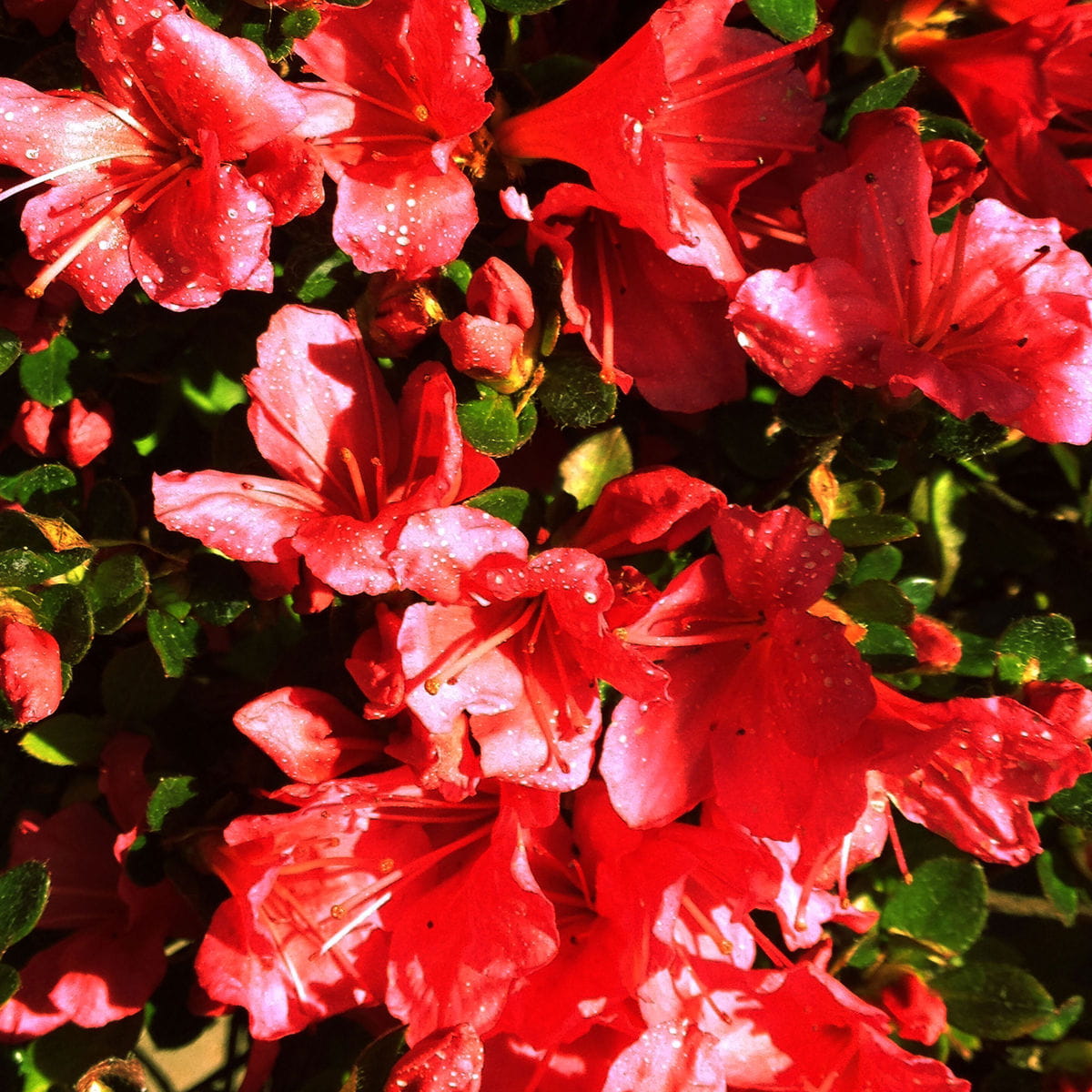 Sommergrüne Azalee 'Karminduft' • Rhododendron viscosum 'Karminduft' Ansicht 1