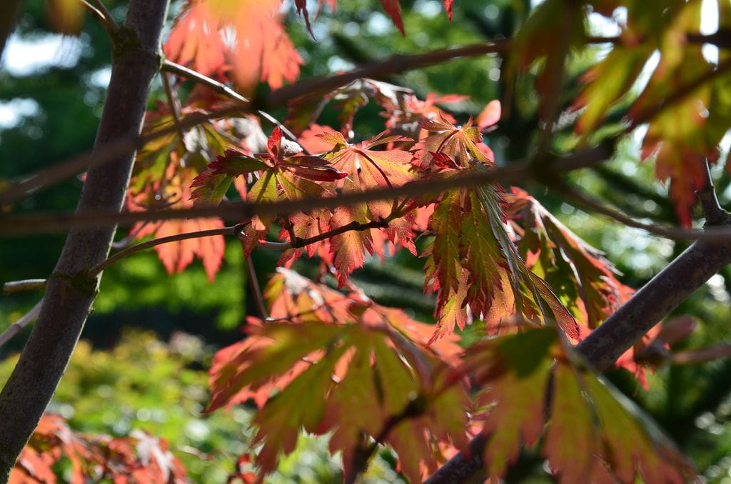 Japanischer Feuerahorn 'Aconitifolium' • Acer japonicum 'Aconitifolium' Ansicht 2