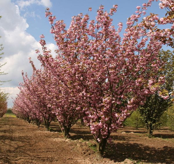 Japanische Blütenkirsche 'Kanzan' • Prunus serrulata 'Kanzan' Ansicht 7
