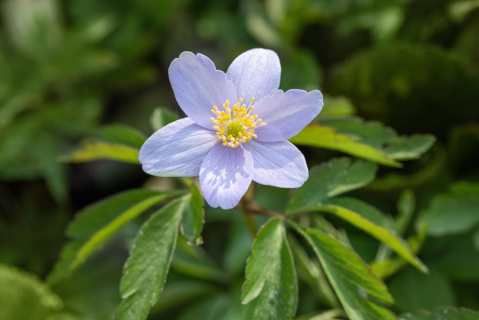 Busch-Windröschen 'Robinsoniana' • Anemone nemorosa 'Robinsoniana'