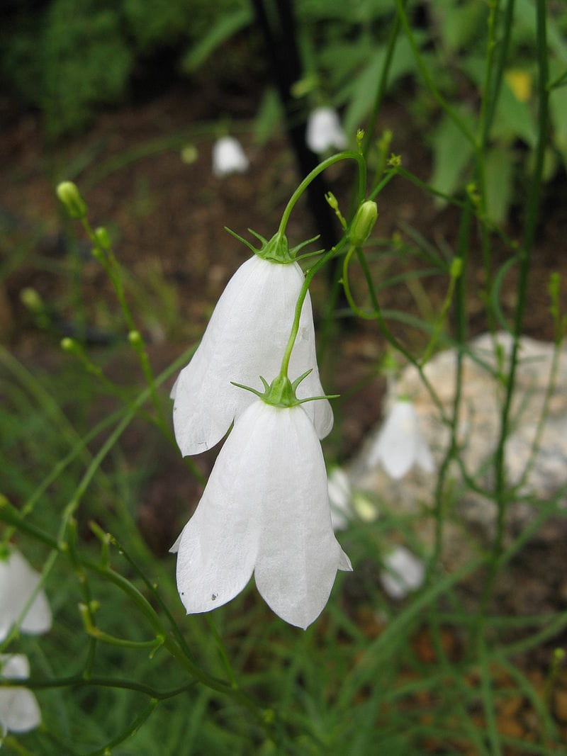 Rundblättrige Glockenblume 'Alba' • Campanula rotundifolia 'Alba'
