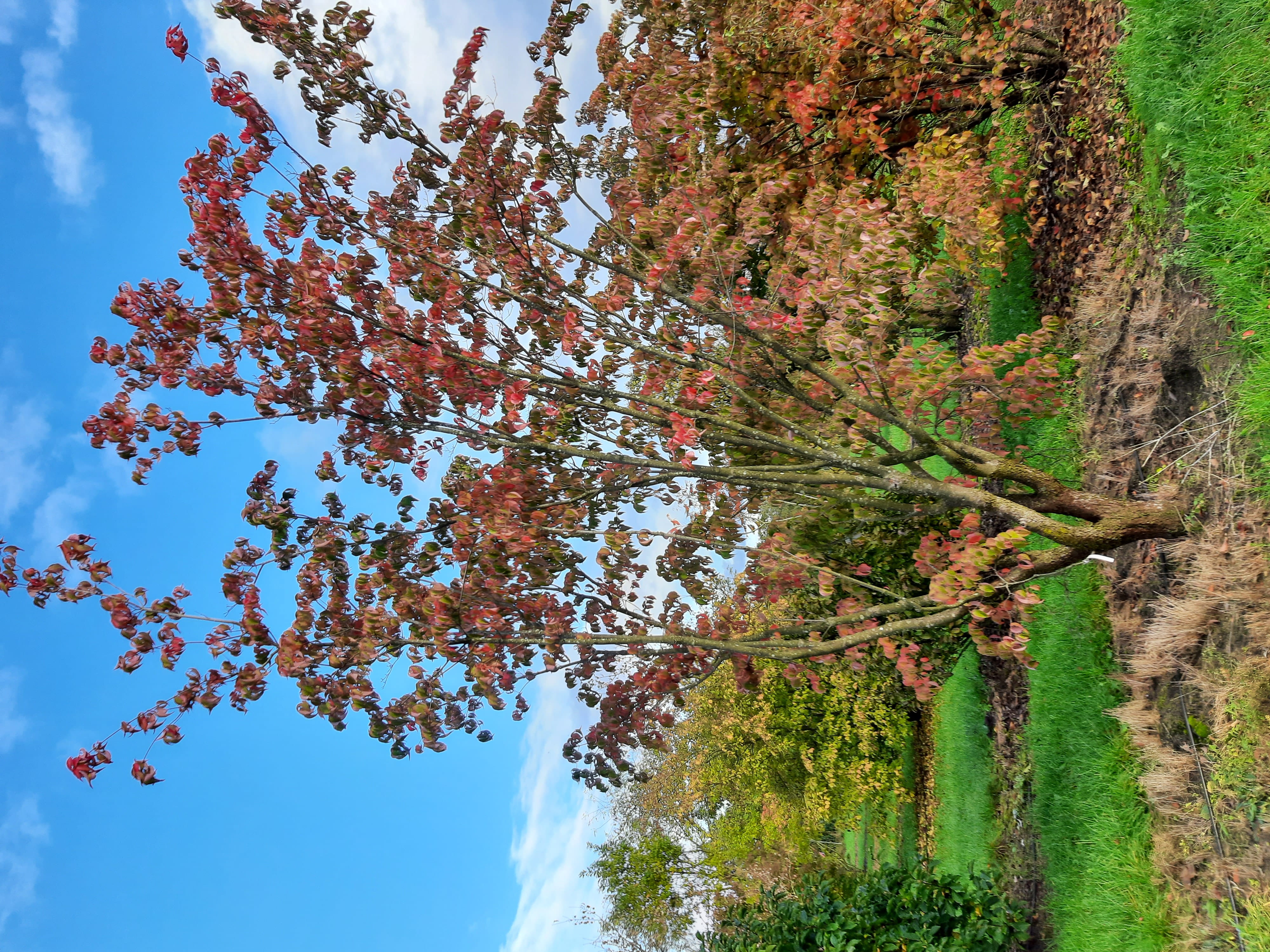 Amerikanischer Blumenhartriegel 'Rubra' • Cornus florida 'Rubra' Ansicht 5