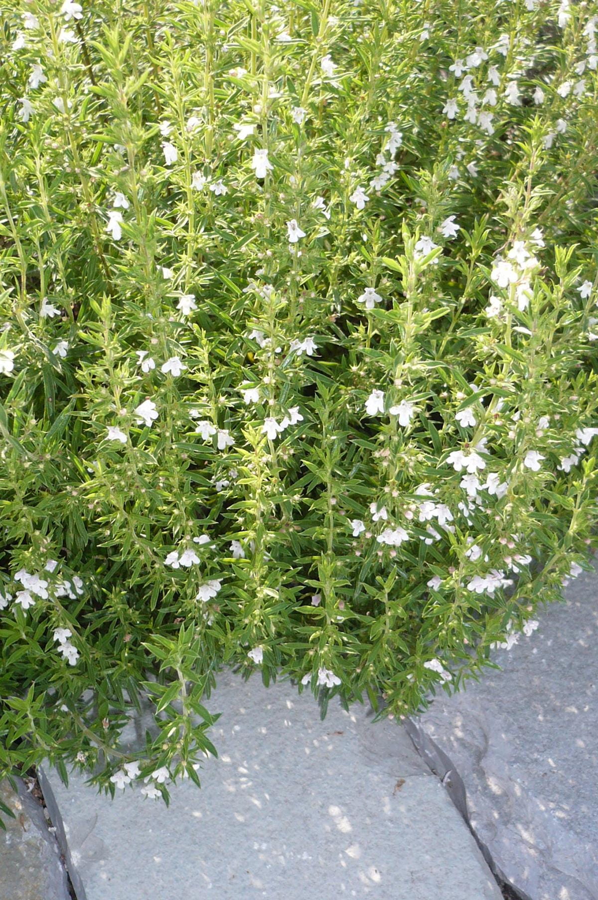 Berg-Bohnenkraut • Satureja montana ssp. Montana