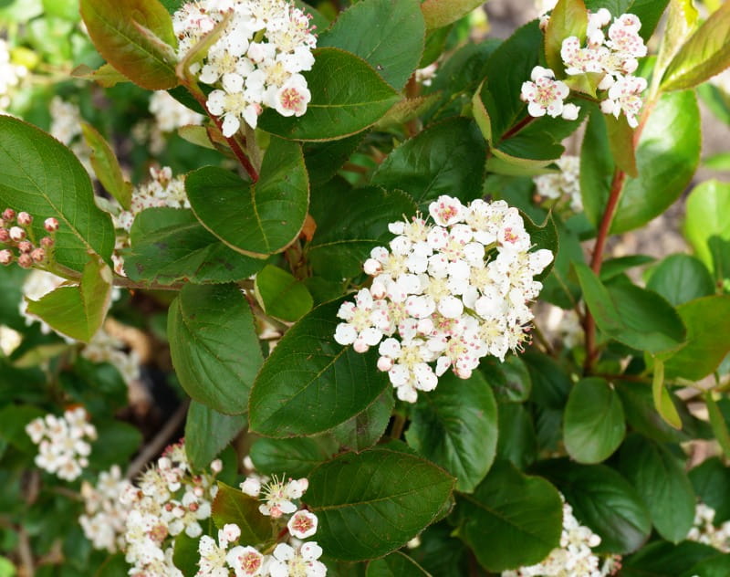 Schwarze Apfelbeere • Aronia melanocarpa Containerware 80-100 cm hoch, Solitärpflanze Ansicht 3
