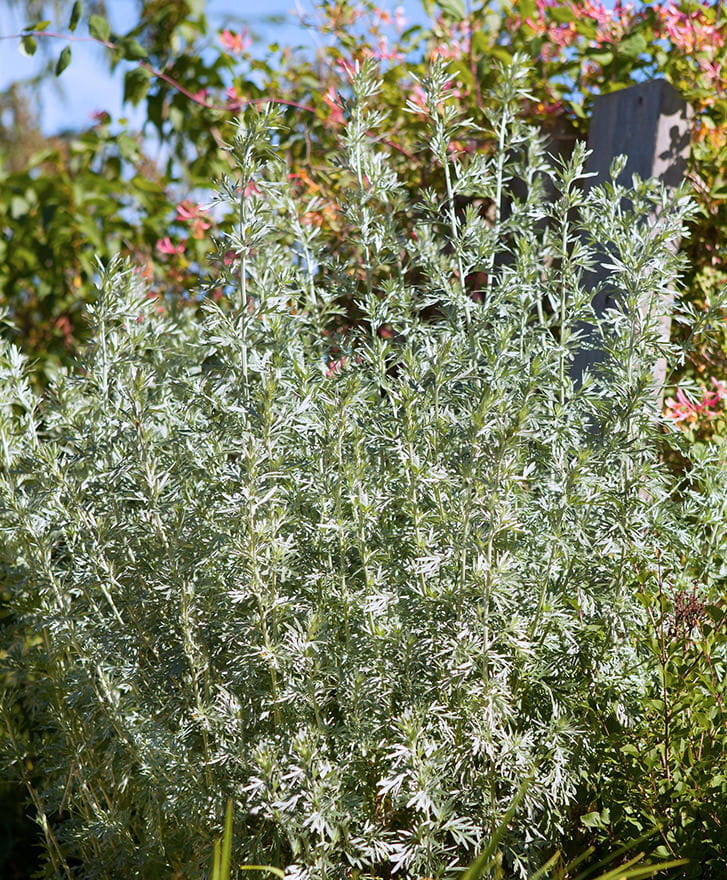 Beifuß • Artemisia vulgaris Ansicht 2