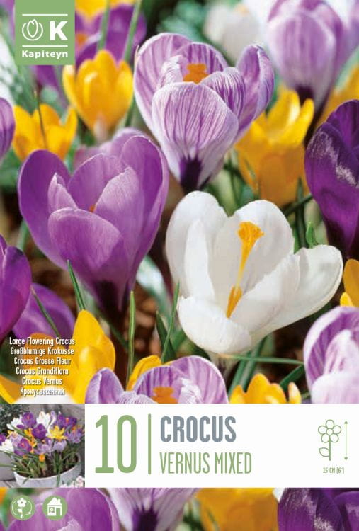 Blumenzwiebel Mix - 10er Packung Crocus großblumige Mischung 8 - 9