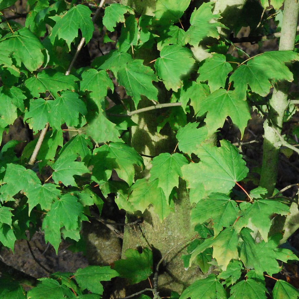 Zuckerahorn • Acer saccharum Ansicht 3