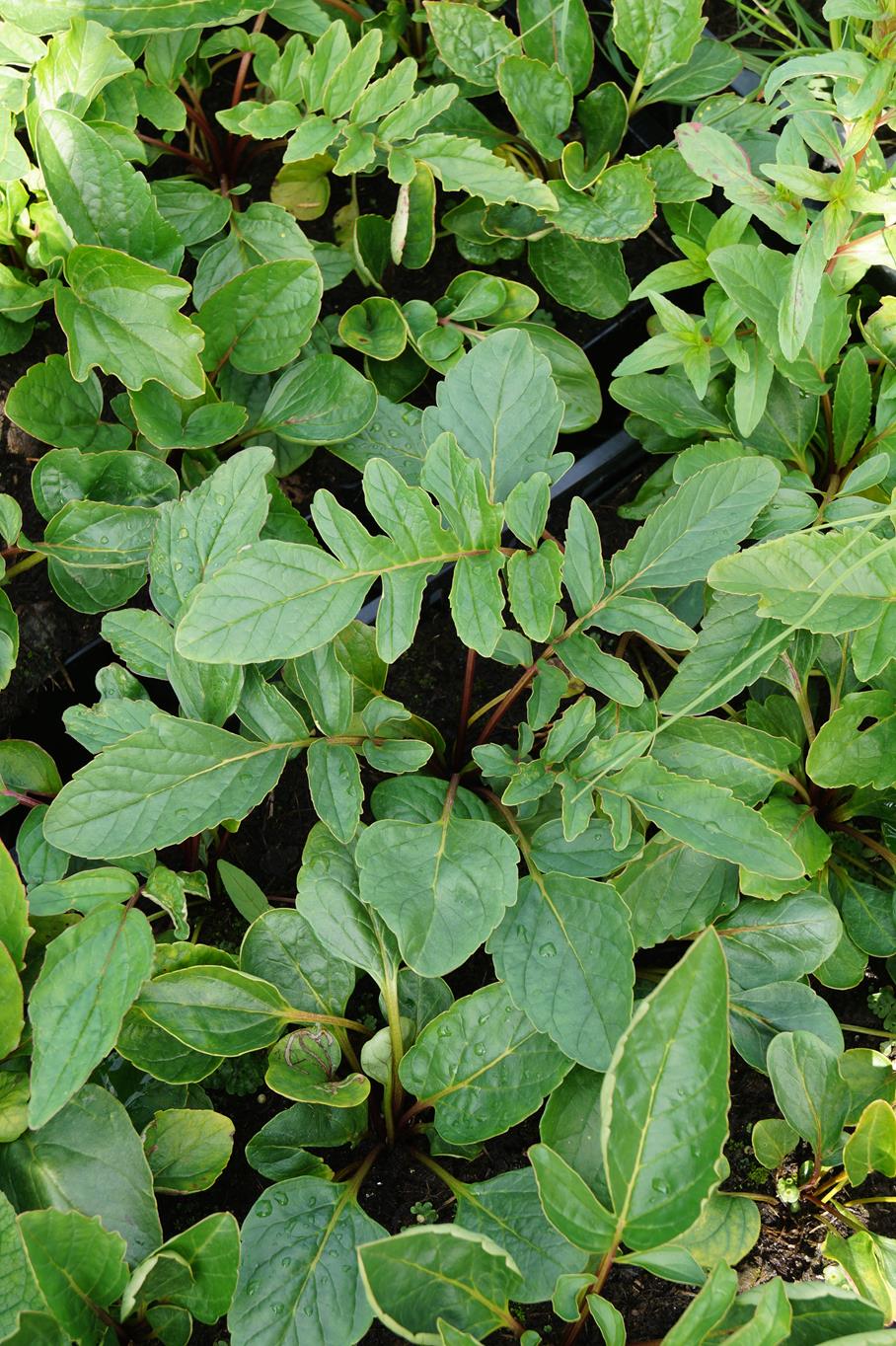 Yunnan-Freilandgloxinie • Incarvillea delavayi Ansicht 6