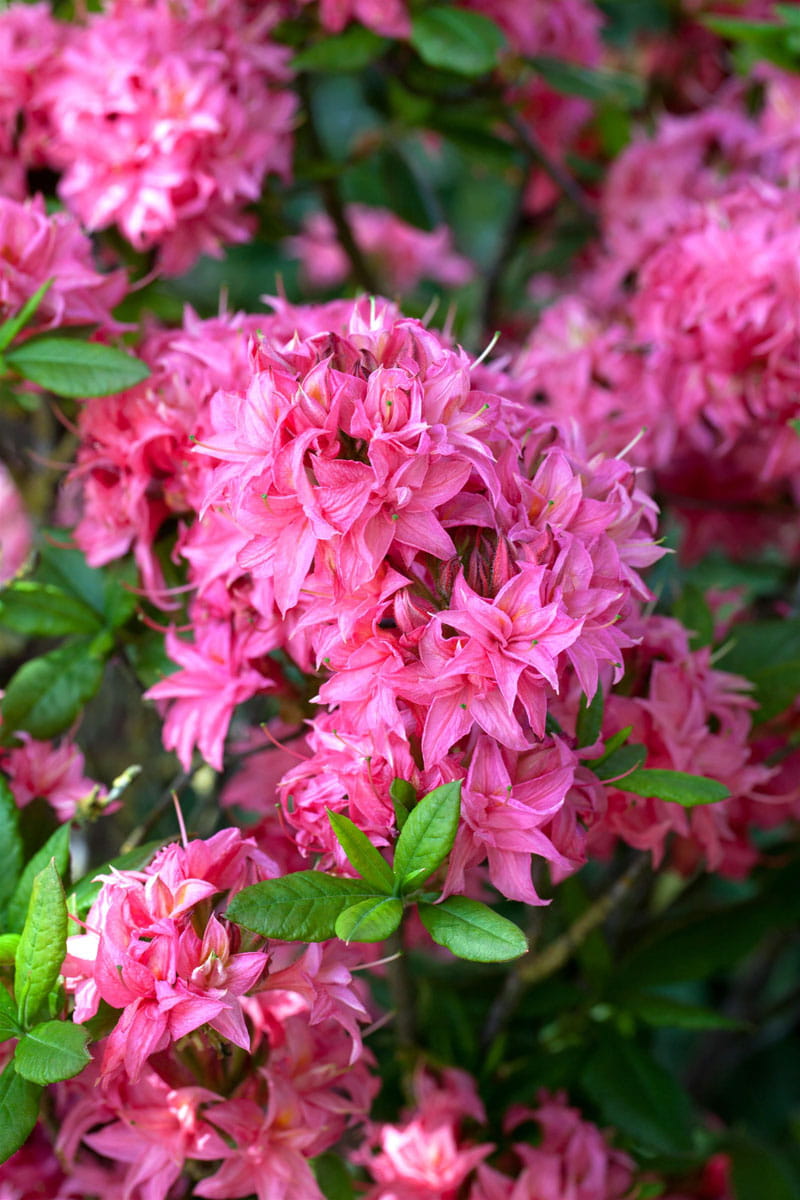 Sommergrüne Azalee 'Homebush' • Rhododendron luteum 'Homebush' Ansicht 1