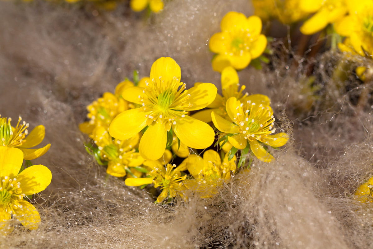 Blumenzwiebel - Eranthis cilicica 10er Packung