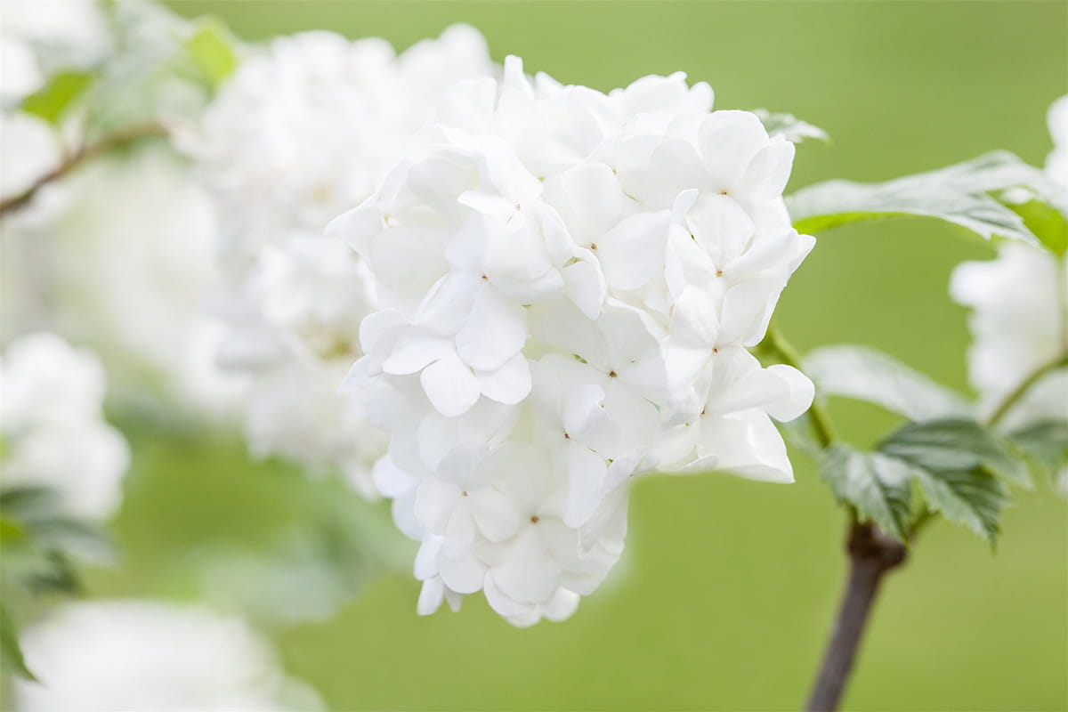 Japanische Schneeball 'Summer Snowflake' • Viburnum plicatum 'Summer Snowflake' Ansicht 3