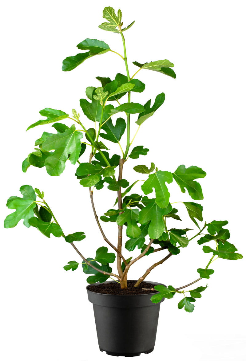 Feige 'Firoma' • Ficus carica 'Firoma'® Ansicht 2 Feige 'Firoma' • Ficus carica 'Firoma'® Ansicht 2