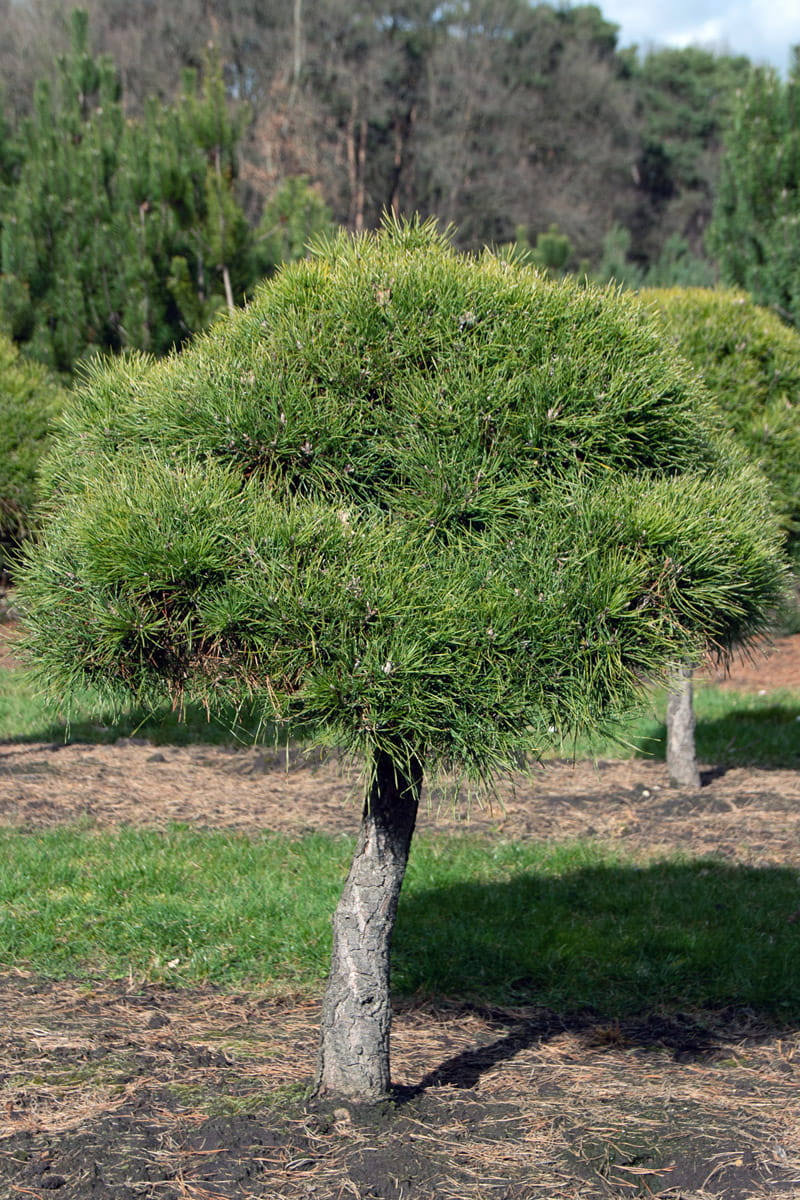 Exklusive Heimische Waldkiefer Schirm • Pinus sylvestris Schirm (Exklusive von Ehren Gehölze)