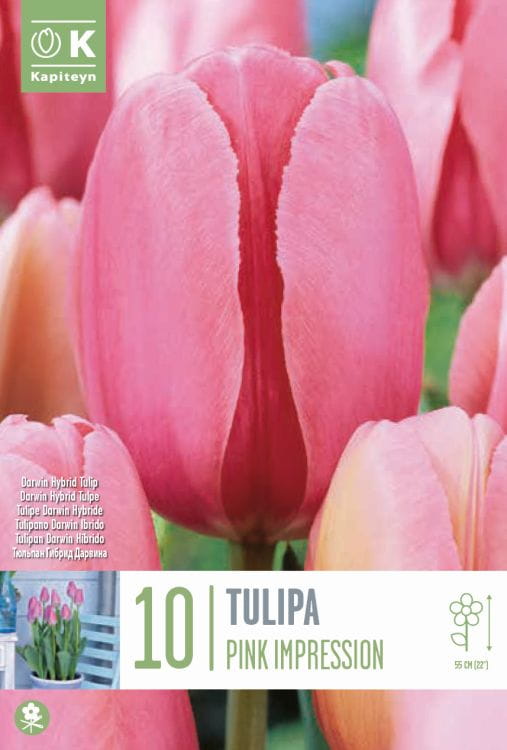 Blumenzwiebel - Tulipa 'Pink Impression' 10er Packung