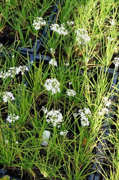 Schnittknoblauch • Allium tuberosum Ansicht 2