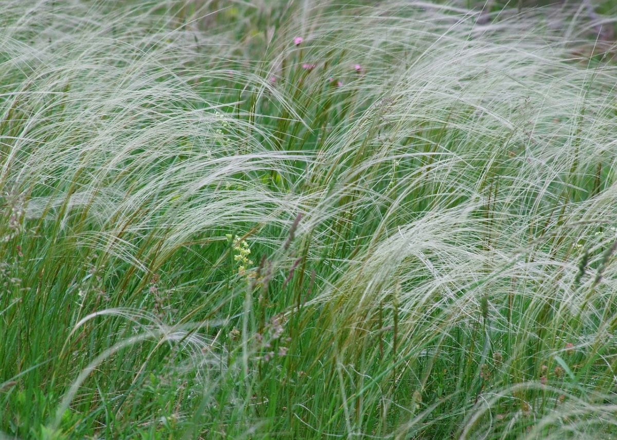 Flausch-Federgras • Stipa pennata