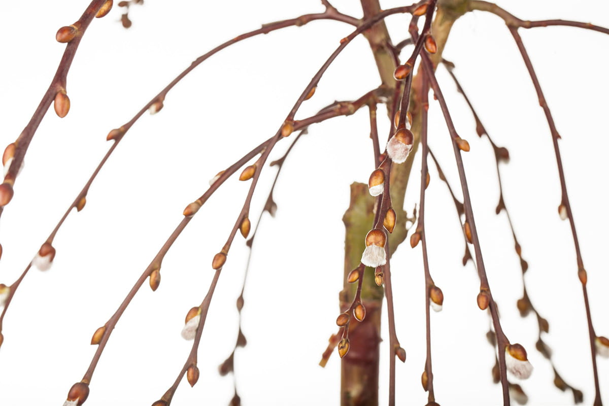 Hängende Kätzchenweide • Salix caprea 'Pendula' Ansicht 3