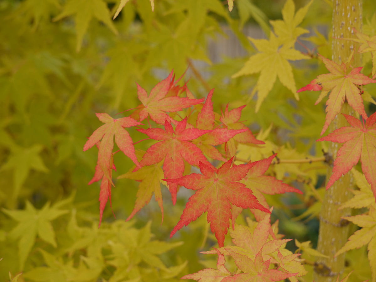 Fächerahorn 'Bi-hoo' • Acer palmatum 'Bi-hoo' Ansicht 3