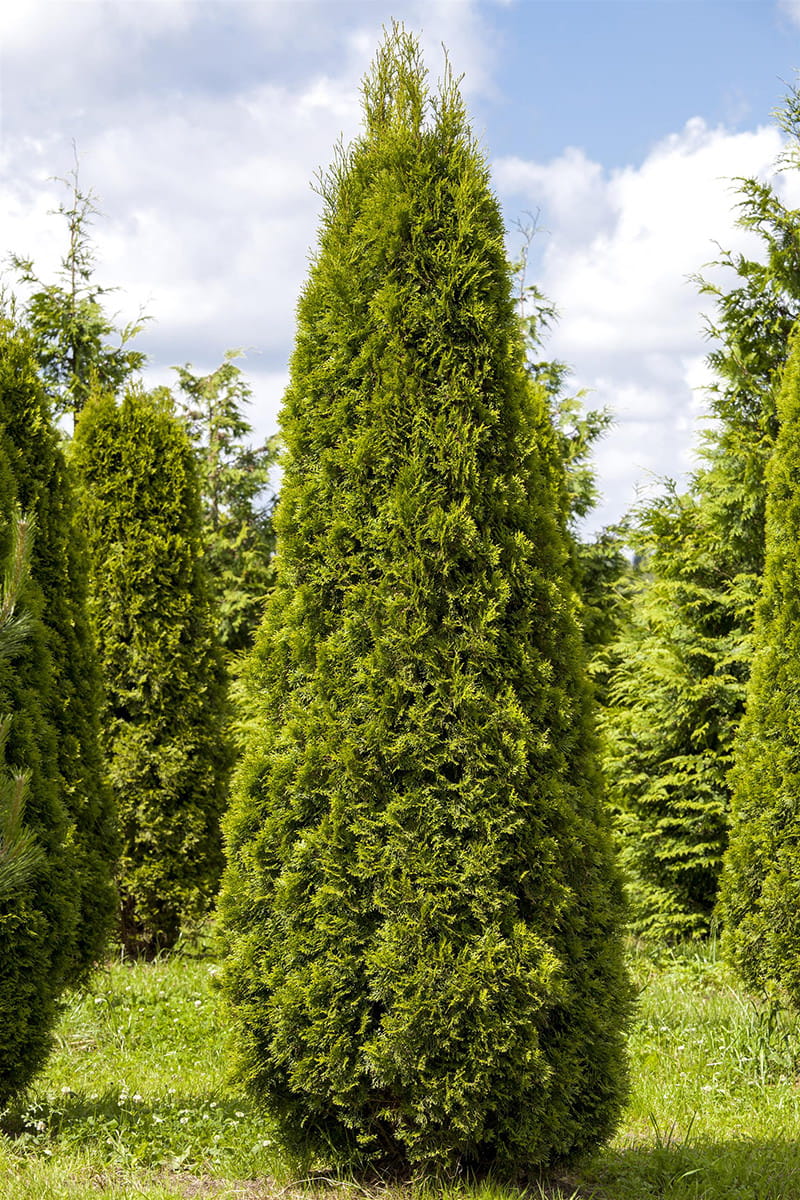 Lebensbaum 'Smaragd' • Thuja occidentalis 'Smaragd' Ansicht 1