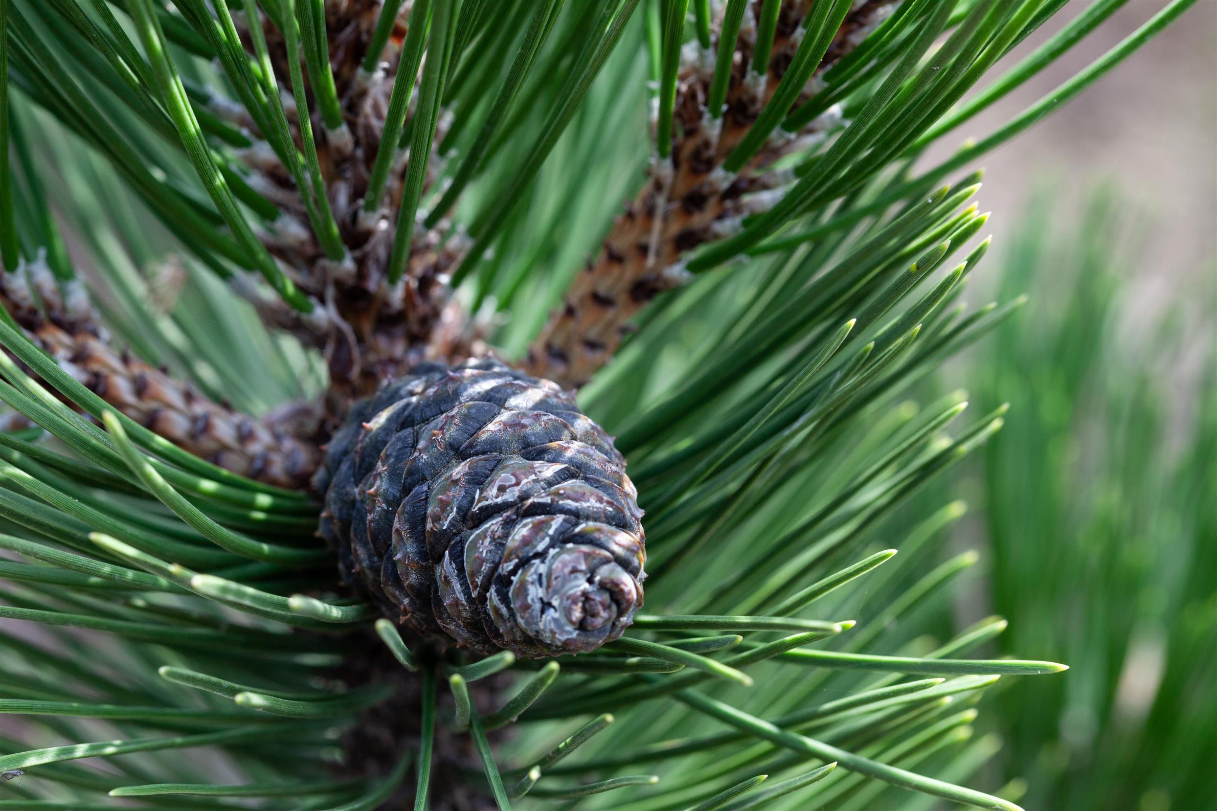 Zirbelkiefer • Pinus cembra Ansicht 1